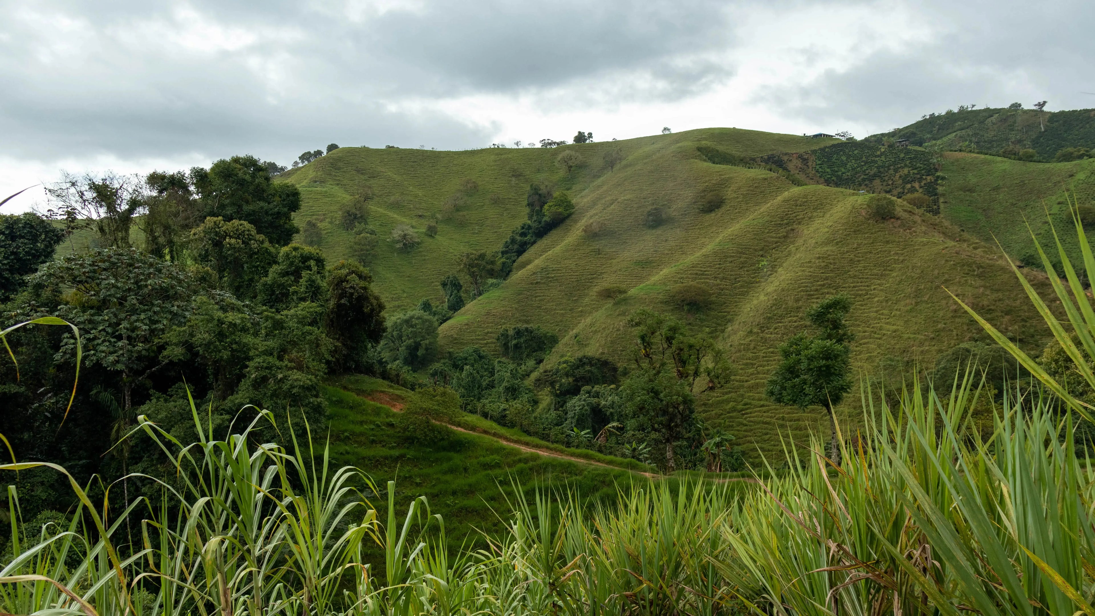Devoción  DECAF - 5LB