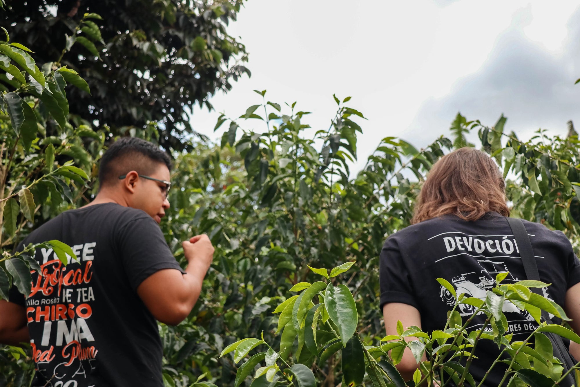 EL PARAISO LYCHEE Devoción