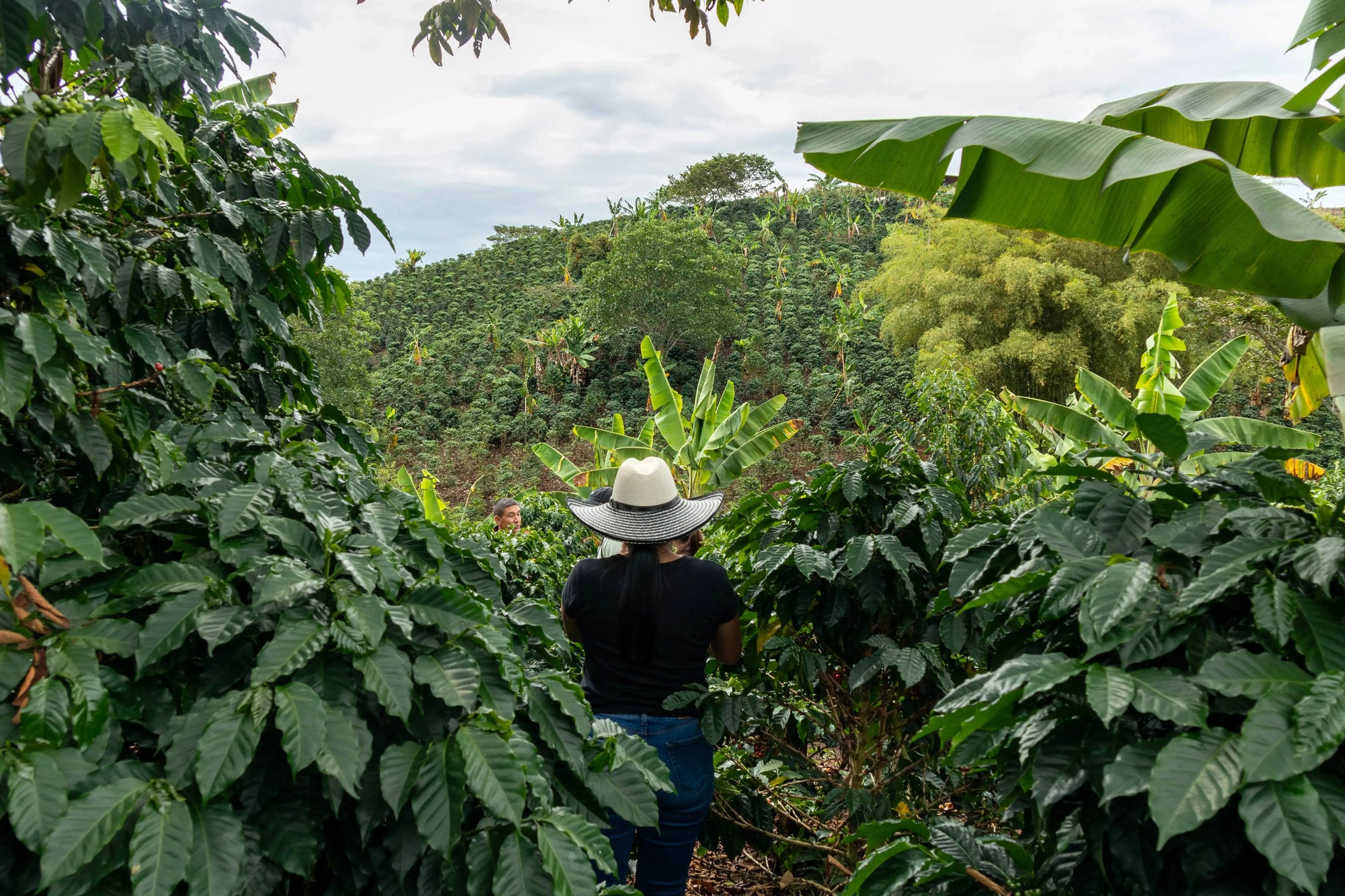 BOMBO - WOMEN IN COFFEE | Devoción
